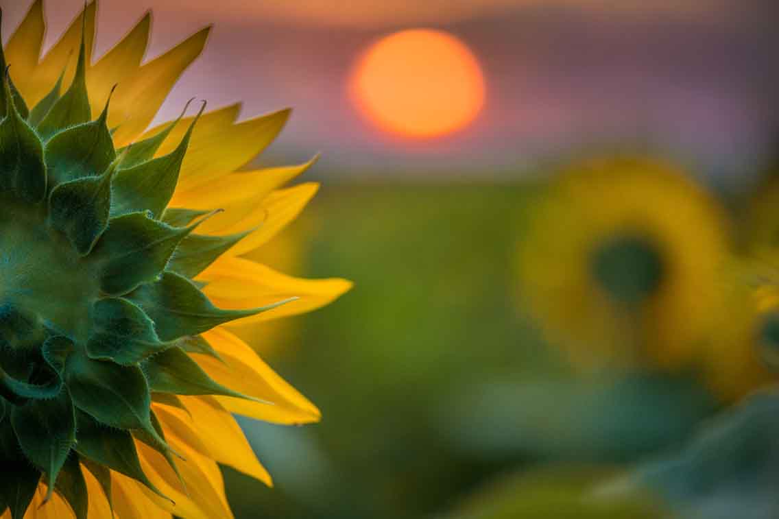 04x06_sunflower-dawn_landscape_thumbnail.jpg