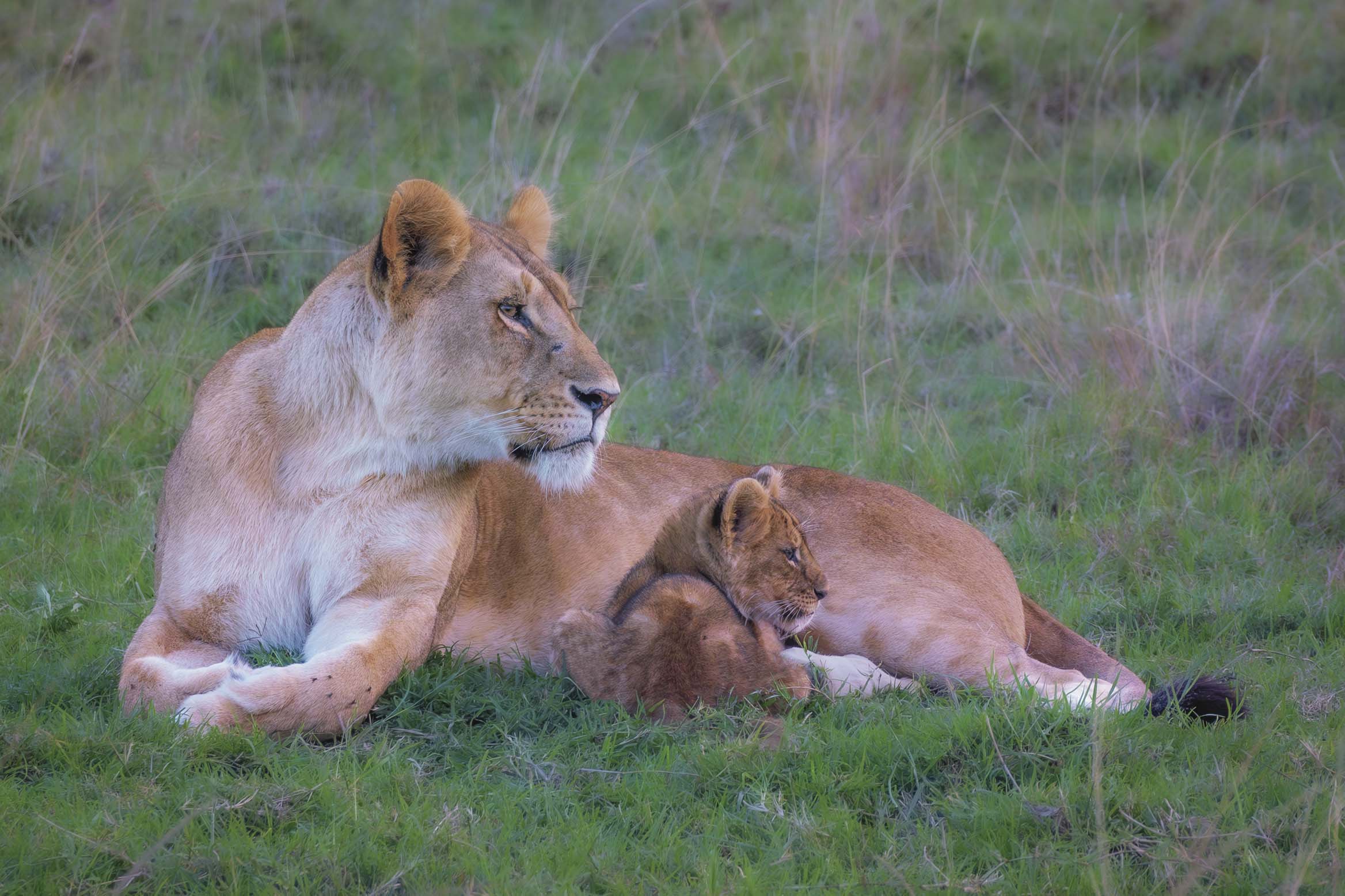 04x06_lioness-and-cub_landscape.jpg