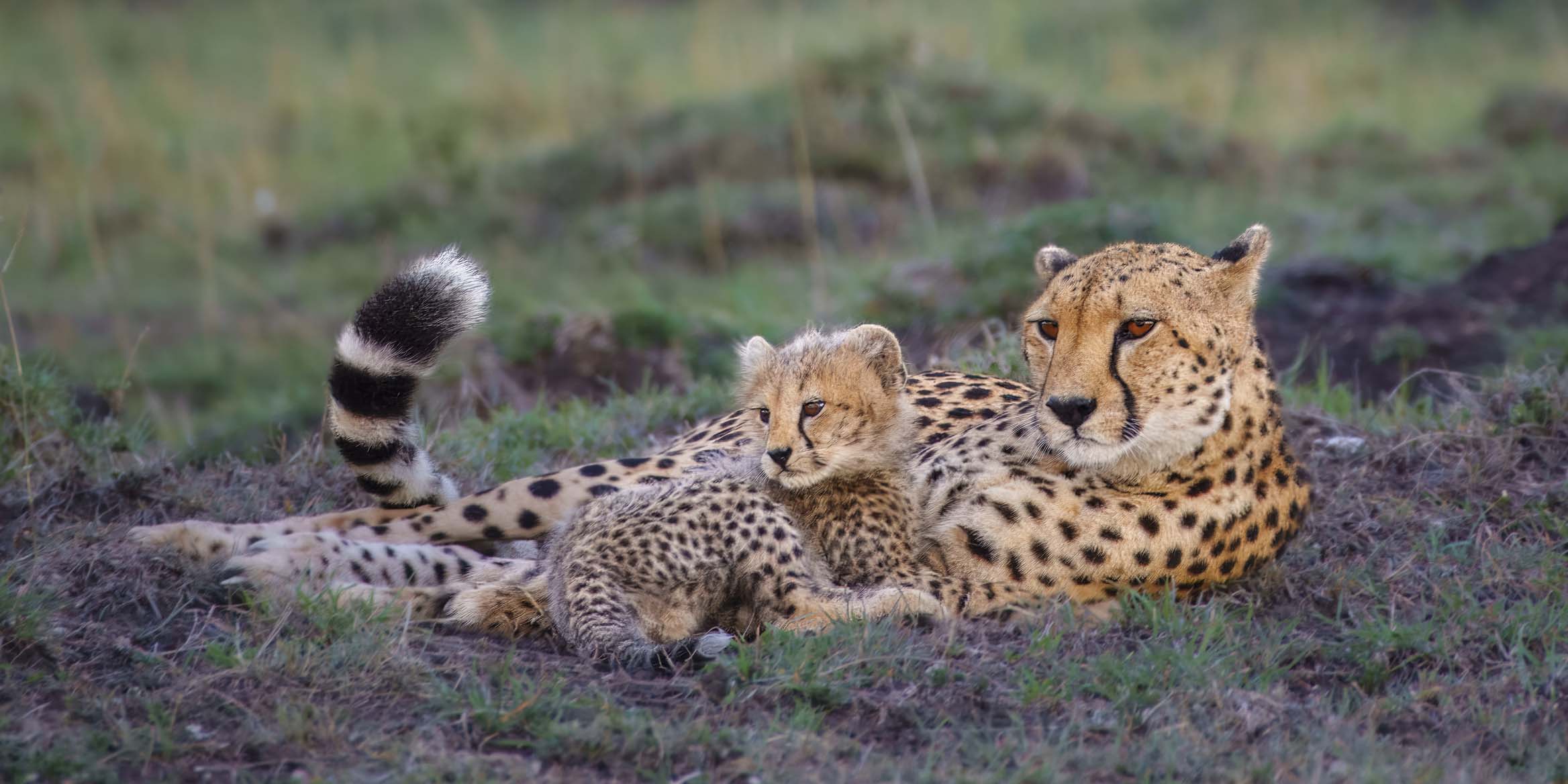 12x24_cheetah-mom-and-cub_landscape.jpg