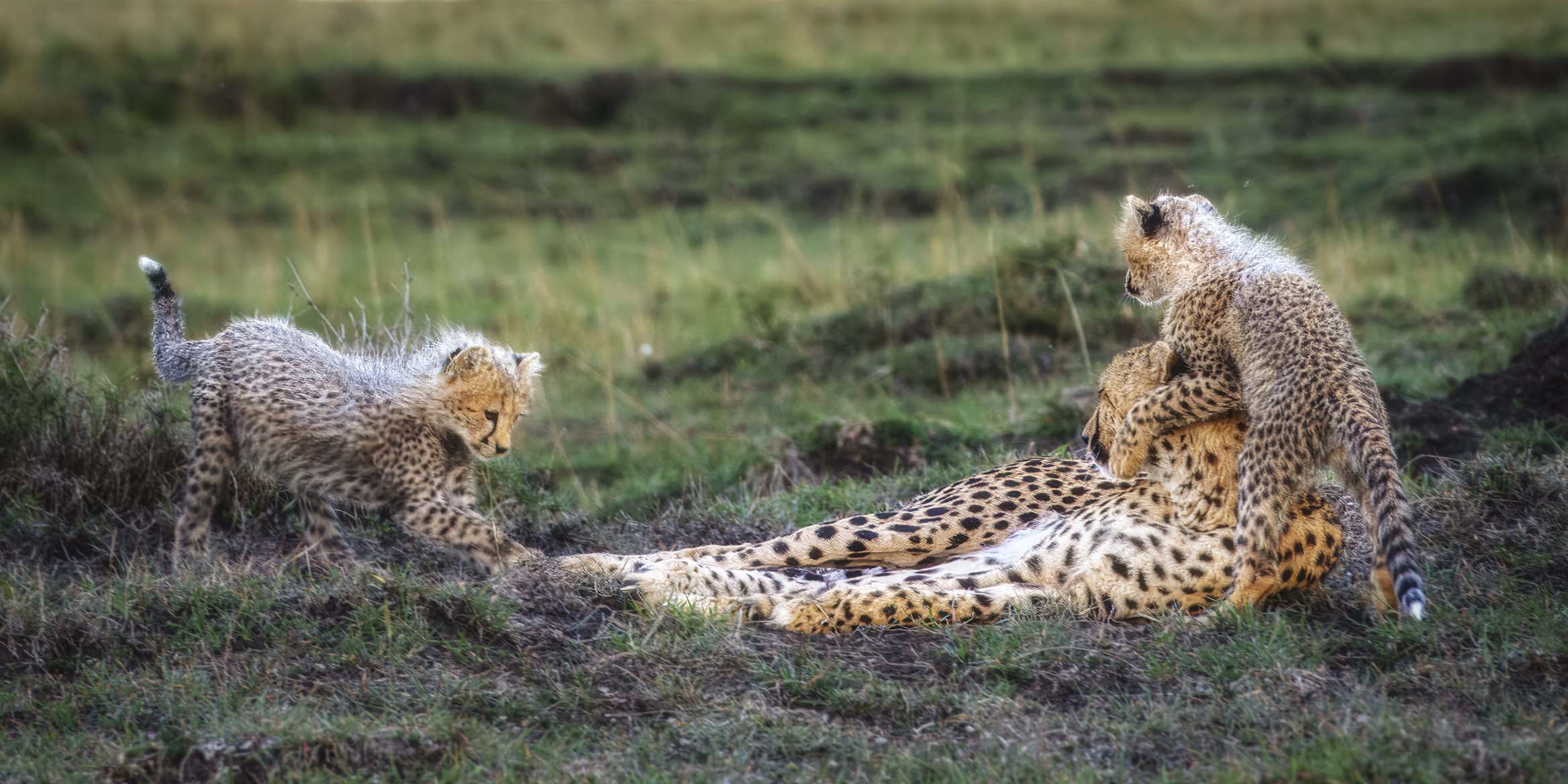 12x24_playful-cheetah-cubs_landscape.jpg