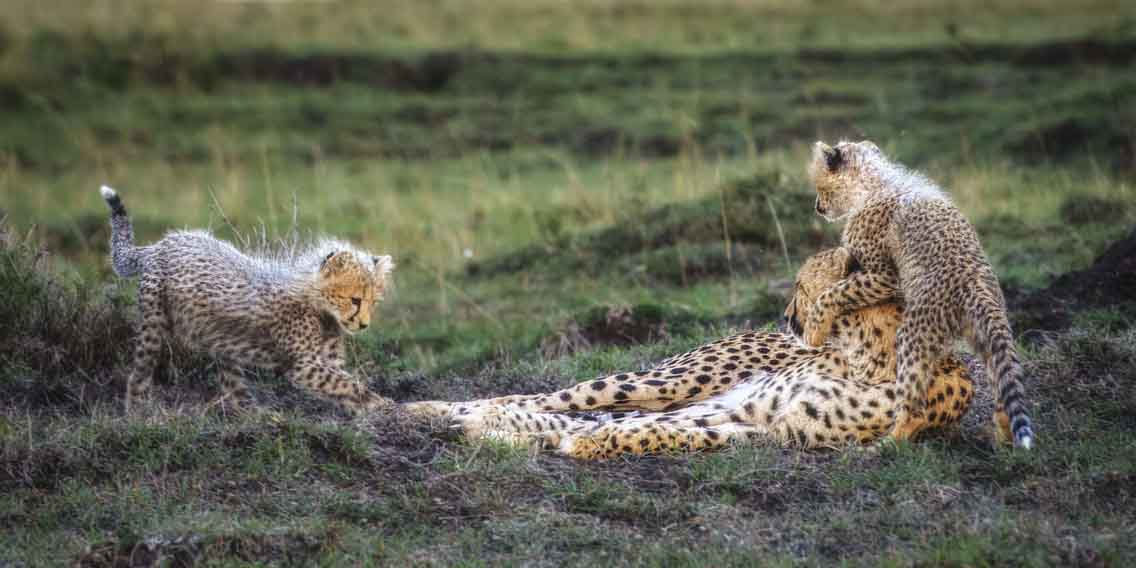 12x24_playful-cheetah-cubs_landscape_thumbnail.jpg